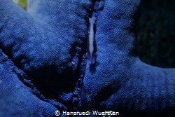 Emperor Shrimps on blue Seastar by Hansruedi Wuersten 